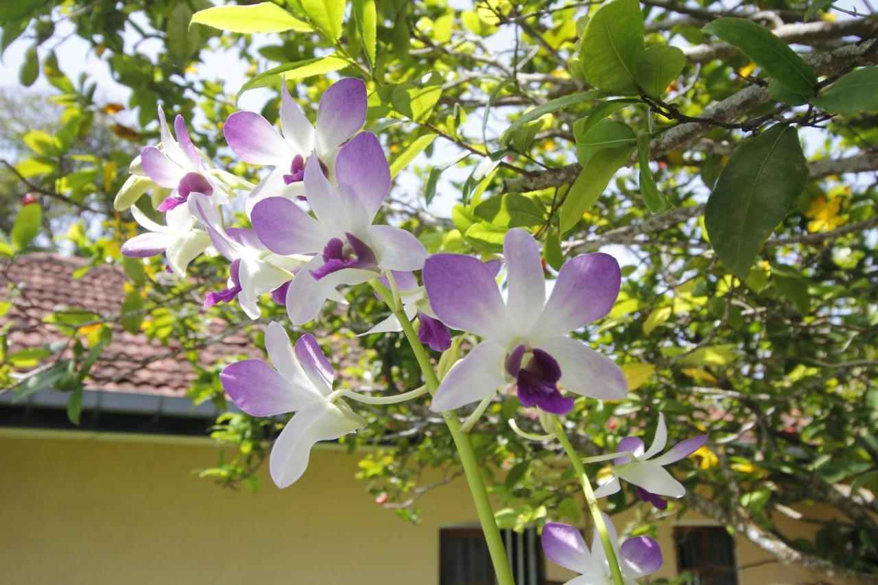 Bentota Home Stay Exterior photo